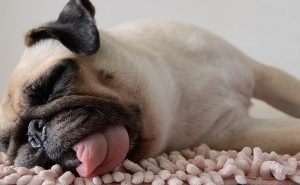 Sleeping Pug with tongue out